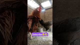 400₹🤣😂 subscribe please ❤️ #funny_chicken #husbandwifetamilcomedy #kozhi_koothugal #birds #funny