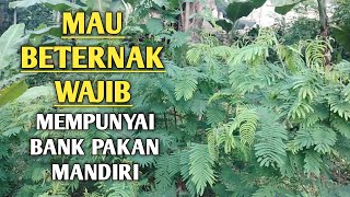 MAU BETERNAK WAJIB MEMPUNYAI BANK PAKAN MANDIRI