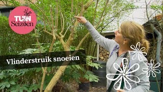 Vlinderstruik snoeien - eind maart, begin april - Tuinseizoen