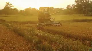 धान कटाई 🌾 dhan ki fasal  katai 3 no harvester Kubota harves king Mahindra Novo 605 John Deere 5310