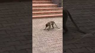 😀smart🐒#monkey #animals #viral #shortsfeed #short #love #trending #youtubeshorts #yt #funny