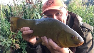 🎣 A brace of tench plus water temperature thoughts and feeding tips