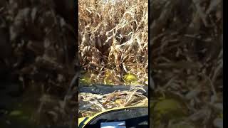 Harvesting corn for grain. Ukraine, 02.10.2019 / Збір кукурудзи на зерно. Україна, 02.10.2019