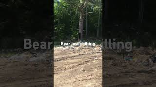 Bear watching at the dump #bear #cool #outdoors #dadlife