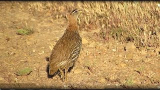 Birds of Morocco: double-spurred francolin دراج أبو صيصين