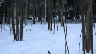 2014-02-02 chevreuils balade en quad bords St Laurent