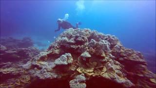 Diving the Great Barrier Reef