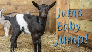 Cute Baby Goat Jumping!