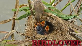 So amazing mother bird working hard to find food to feed her babies.