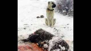 AYIYI  BOĞAN  KANGAL KÖPEĞİ