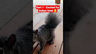 #squirreleating #animallover #squirrel