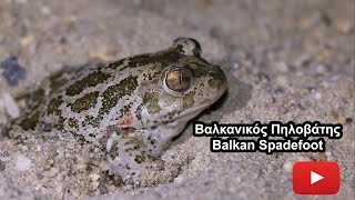 Βαλκανικός Πηλοβάτης - Balkan Spadefoot, Pelobates balcanicus balcanicus