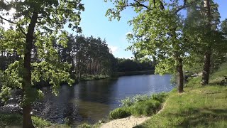 Прогулка в Пущу-Водицу. Храбрый Селезень. Мыльнянка Лекарственная. 25 июня