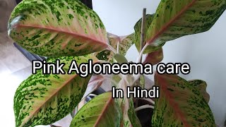 Pink Agloneema plant care tips in hindi. A beautiful house plant for indoor.