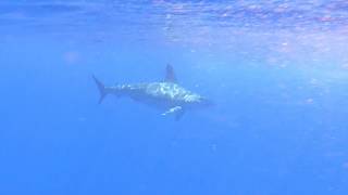 Hammerhai Pico Azoren Hammerhead Shark Azores Espaco Talasso Sharks whale watching Walbeobachtung