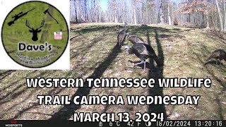 Western Tennessee Wildlife Trail Camera Wednesday - March 13, 2024