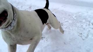 More puppy in the snow