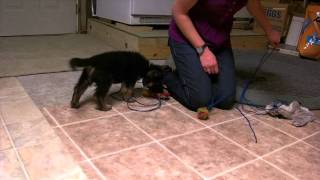 German Shepherd Puppy for sale VomWeiland Red collar boy 3 Sept 24, 2010.AVI