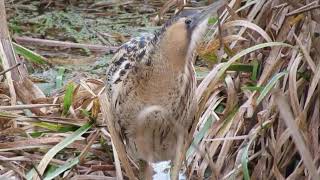 Bittern at Blashford Lakes 24/12/18