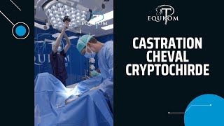 Castration cryptorchidie - Explication🎥🇫🇷🇬🇧(1:30)🇳🇱(3:04)