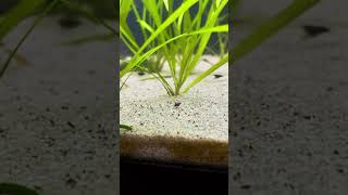 assassin snail breeding | baby assassin snail