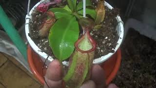 Nepenthes Algunas de mis niñas Plantas Carnivoras - Carnizonaplant