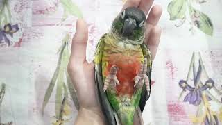 CONURE RELAXING ON HAND🦜❤