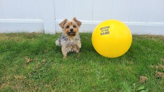 The distraction! Rylie plays Ball#yorkies #viralvideo #cute