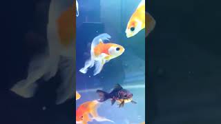 Beutiful Shubunkin Goldfish & Angel Fish   #aquriamfish #goldfish #fish #shorts #viral #rdsaquatics