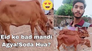 Memon Goth Bakra Mandi today's update|Bacha pasand agya😍|Asad Khan Ghouri