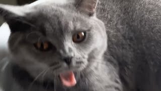 Let me sleep in the sink!!! #bsh #britishshorthair #funnyvideos #funnycats