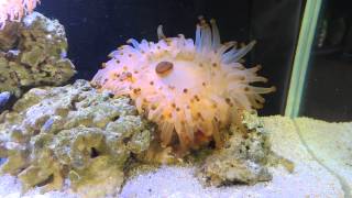 Healthy low light corals - heavy feeding's :)