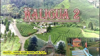 Tak pernah saya rasakan udara sesegar dan sebersih di KEBUN TEH KALIGUA || WISATA BREBES