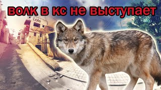 cs go | вырос с волками | #shorts