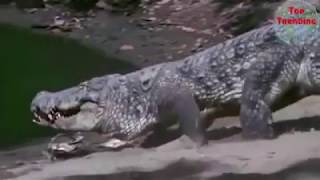 Incredible Otter Vs Crocodile. Who Will Be The Winner?