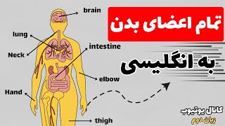 آموزش واژگان انگلیسی برای اعضای بدن | تمام نقاط بدنت رو به انگلیسی بشناس