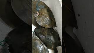 SIAPA SANGKA KALAU IKAN INI MASIH MENJADI MAKANAN FAVORIT SUKU DAYAK