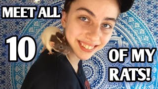 MEET ALL 10 OF MY PET RATS!