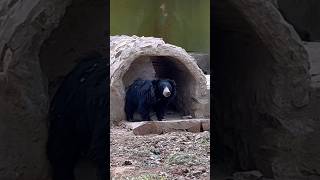 #050 real life main #first #time dekha hoon #bear | YourPremkumarRaj