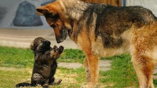 Dogs Have The Best Reactions To Meeting Their Puppy Sibling - Funniest Dog Reaction