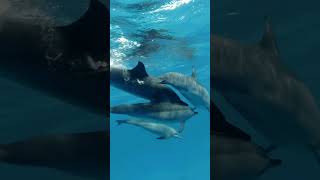 #shorts Beautiful dolphins of Maldives