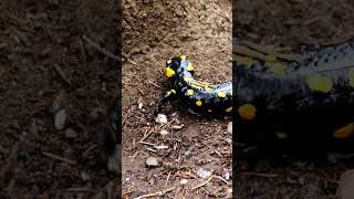 Fire Salamander Stroll 🦎 #firesalamander #salamander #amphibian