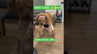 Push-Ups Challenge With My DOG #shorts #funny #cutedogs