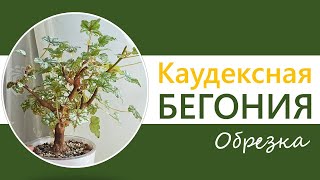 КАУДЕКСНАЯ БЕГОНИЯ ДРЕГА. Формирование в виде дерева