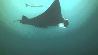 Manta 1 N/W Solitary Island March 2014