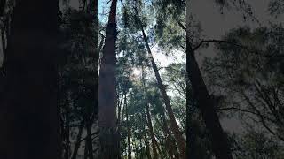 Pine Forest Ooty #viral #trending #shorts #ytshorts #forest #beautiful #viralvideo #shortfeed #ooty