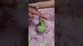 roti roti mangne wala parrot #cute #parrot #funny# parrot please#subscribe||🦜🦜||🙏||