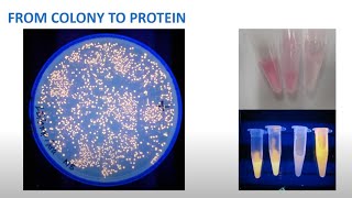 ABE Lab 5: Tips for Growing Transformed Cells