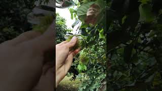 Harvesting rambutan  #shorts #trending #viralshort