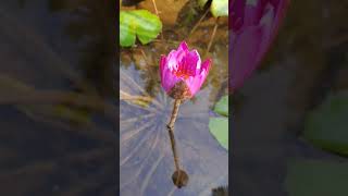 Waterlily Variety In My Roof Garden #shorts #gardening #ytshorts #aquaticflower